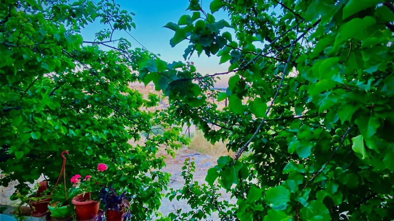 Jerash Canopy Jarash Exteriör bild